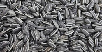 thicker beard sunflower seeds