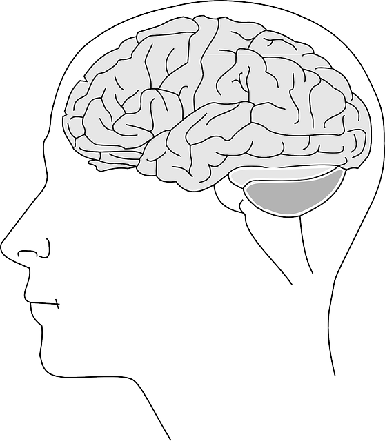 illustration of a brain