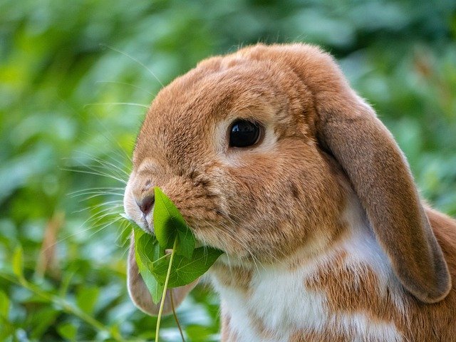 rabbit with flower