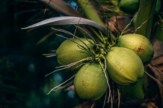 green coconuts