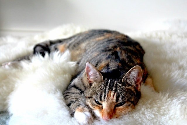 kitten on soft blanket