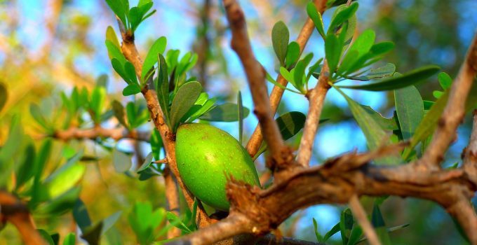 Argan oil for beard care photo