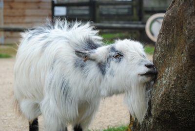 goat with itchy beard