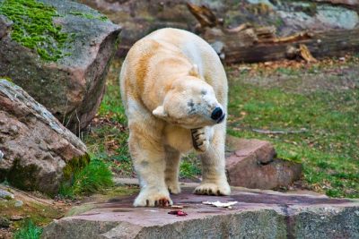 itchy polar bear